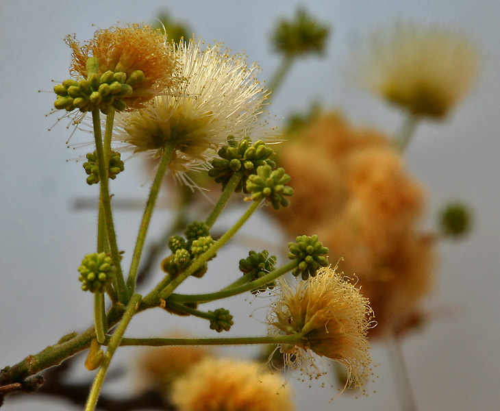 File:Albizia amara (Krishna Siris) in Hyderabad W IMG 7522.jpg