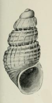 <i>Alvania thouinensis</i> Species of gastropod