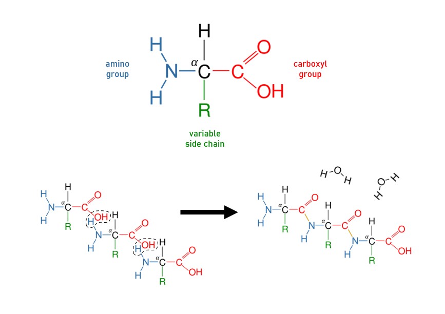 tripeptide bond