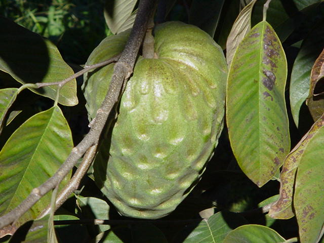 File:Annona cherimola fruit, Pedra Bela, Brazil.jpg