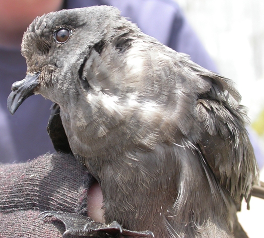 File:Ashystormpetrel.jpeg