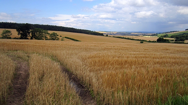 File:Barley, Ulston Moor - geograph.org.uk - 3091615.jpg