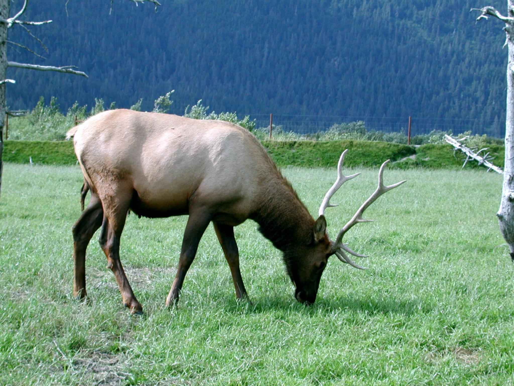 File:Big male elk animal mammal.jpg - Wikimedia Commons