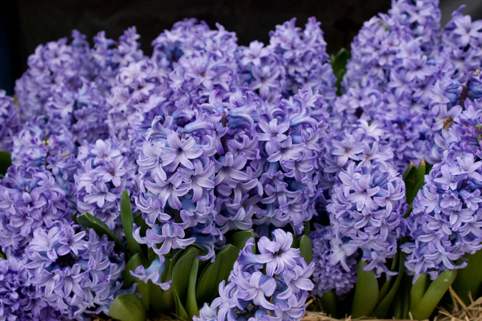 Blue Hyacinths (4466609616).jpg. en:Flickr. 