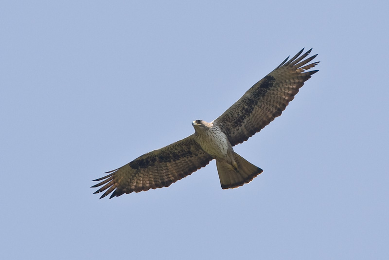 Bonelli's Eagle (Aquila fasciatus) (3153519829).jpg