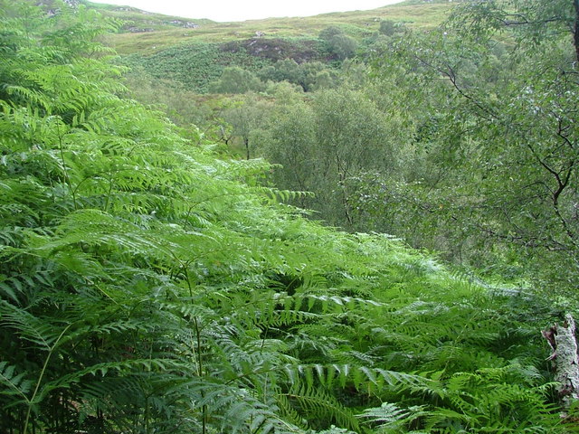 File:Bracken and Deciduous Woodland - geograph.org.uk - 1404301.jpg