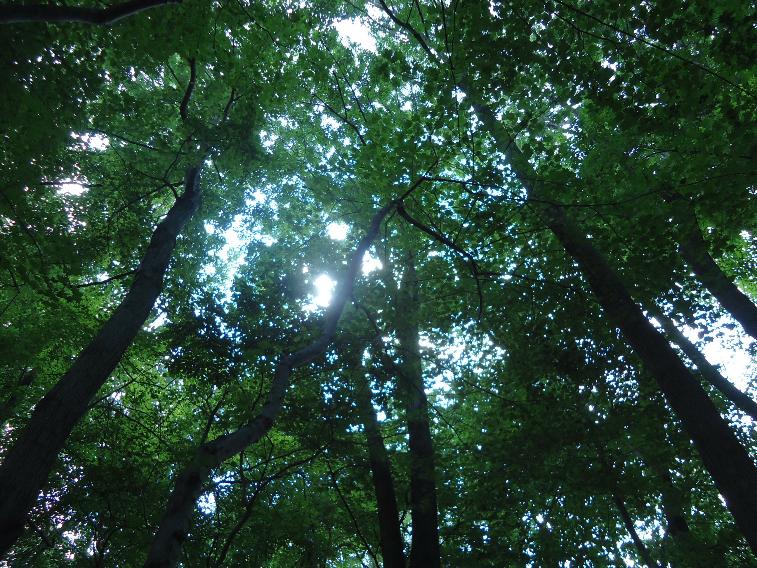 Through the trees. The Sun through the Trees.