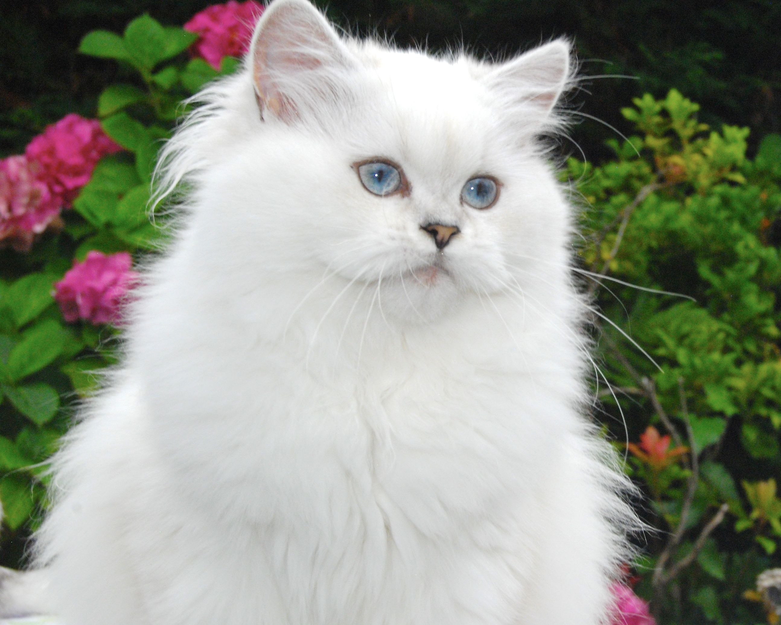 british longhair