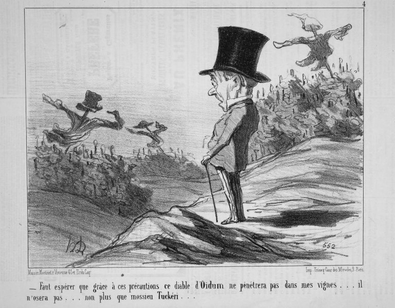 File:Brooklyn Museum - We'll Just Hope That Thanks to These Precautions This Devil of a Mildew Won't Penetrate My Vines... - Honoré Daumier.jpg