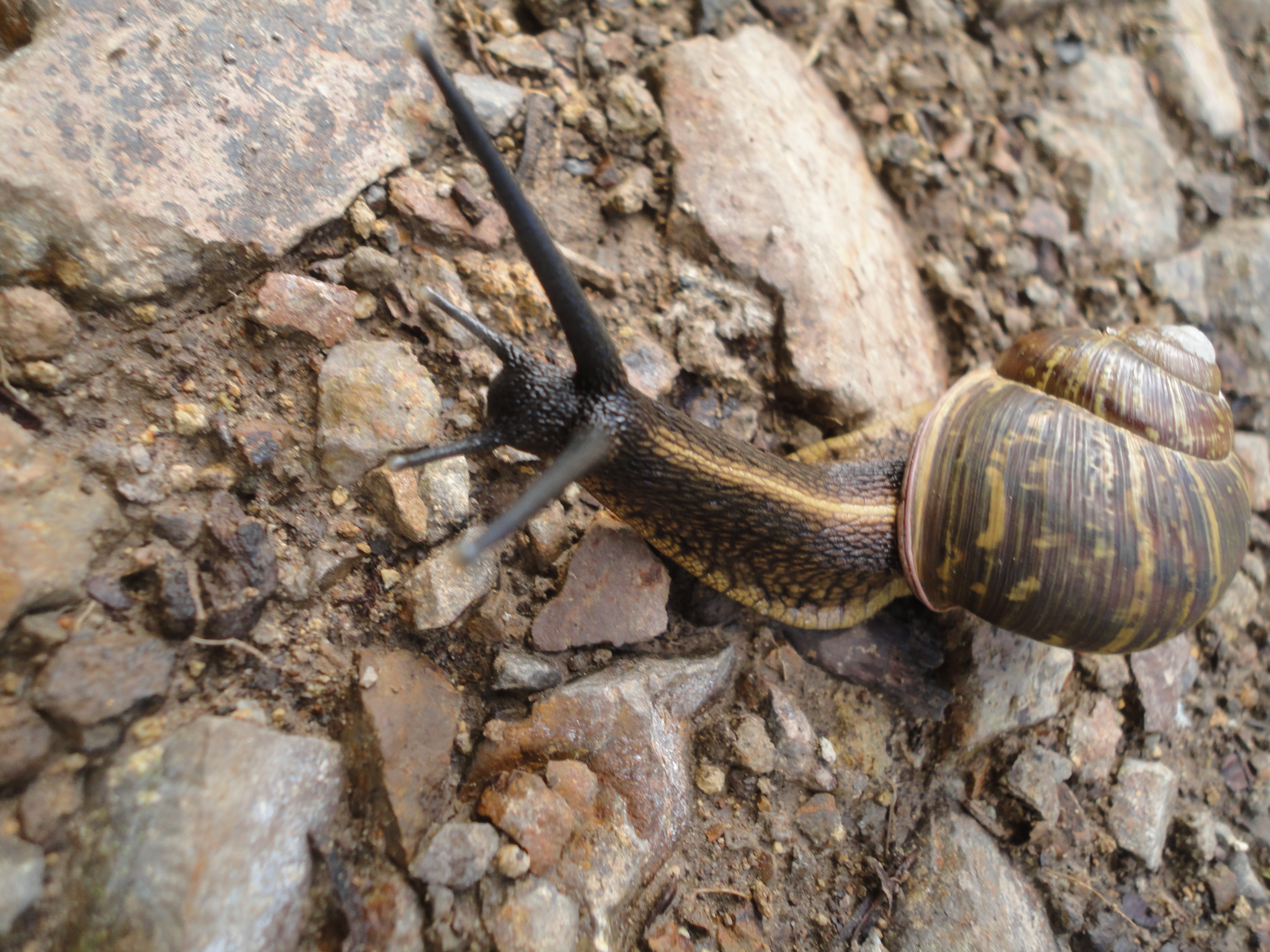 Como hacer que un caracol salga de su caparazón