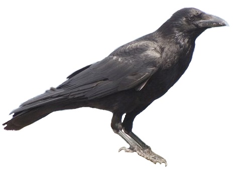 File:Carrion crow 20090612 white background.jpg