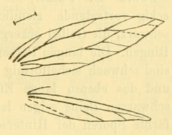 <i>Catatinagma</i> Genus of moths