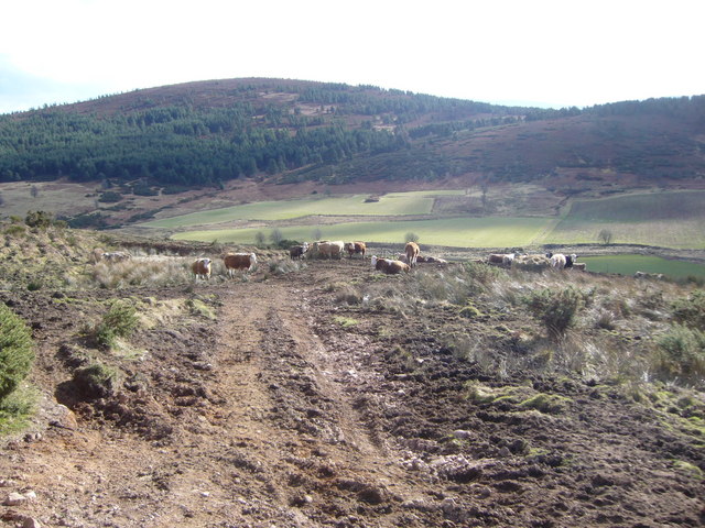 File:Cattle on track down from Lamawhillis - geograph.org.uk - 1184719.jpg