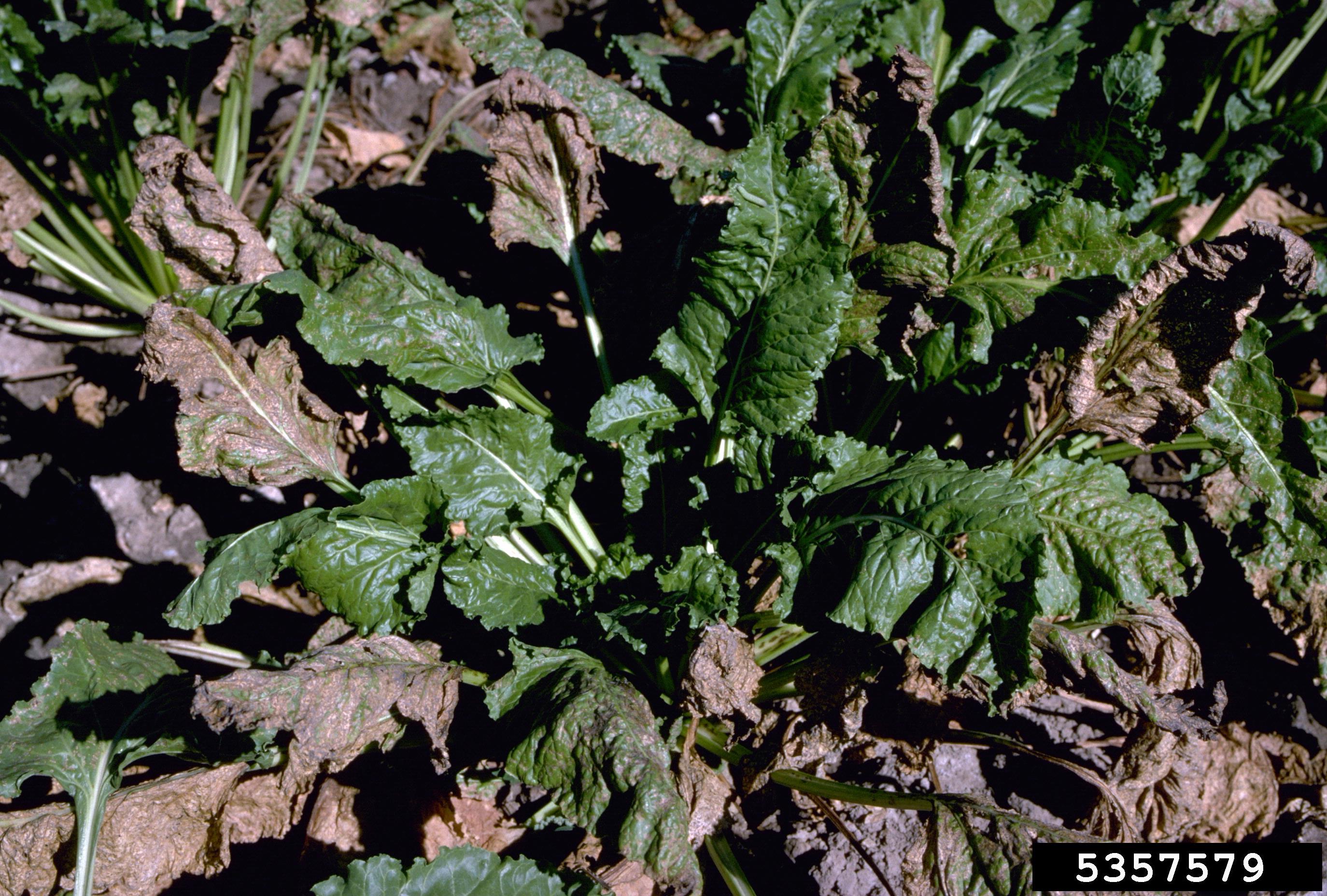 File Cercospora Beticola Leaf Spot On Sugar Beet Jpg Wikimedia Commons