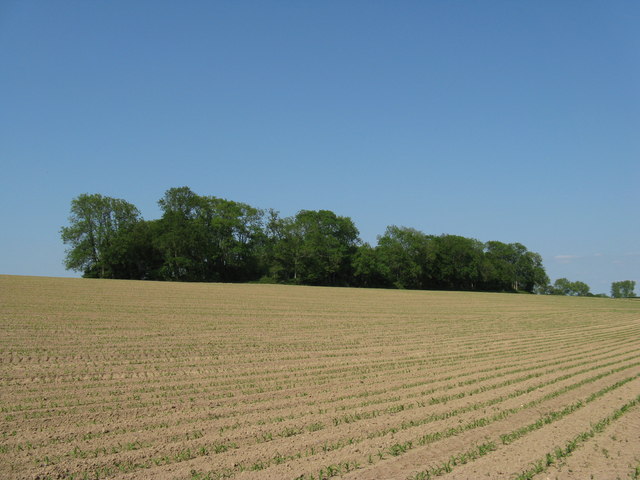 File:Cherrytree Rough - geograph.org.uk - 1323662.jpg