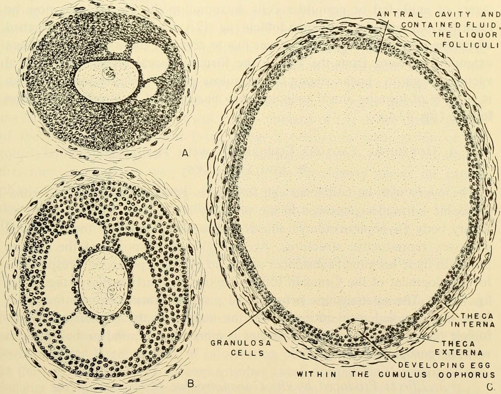 File:Emeus egg and embryo.jpg - Wikipedia