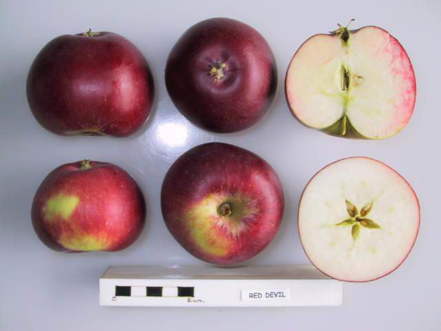 File:Cross section of Red Devil, National Fruit Collection (acc. 1999-070).jpg