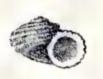<i>Cyclostrema carinatum</i> species of mollusc