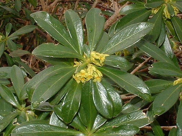 File:Daphne laureola1.jpg