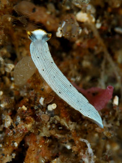 <i>Dermatobranchus primus</i> Species of gastropod