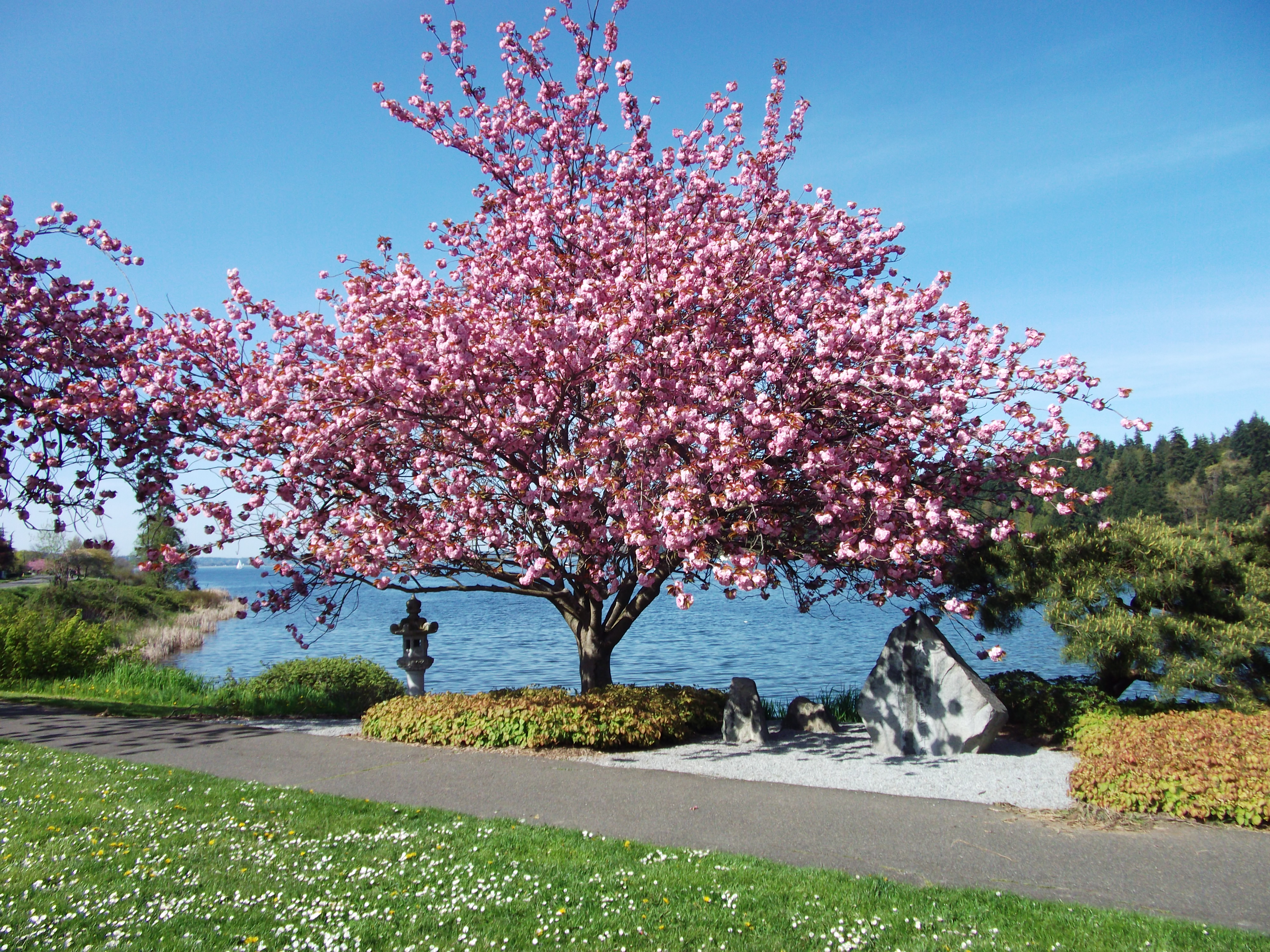 File:Pink Cherry Blossom tree.jpg - Wikipedia