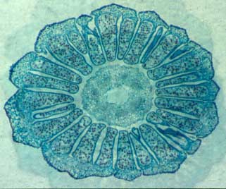 A cross section through a horsetail strobilus, showing spores with elaters. Equisetum strob xs.jpg