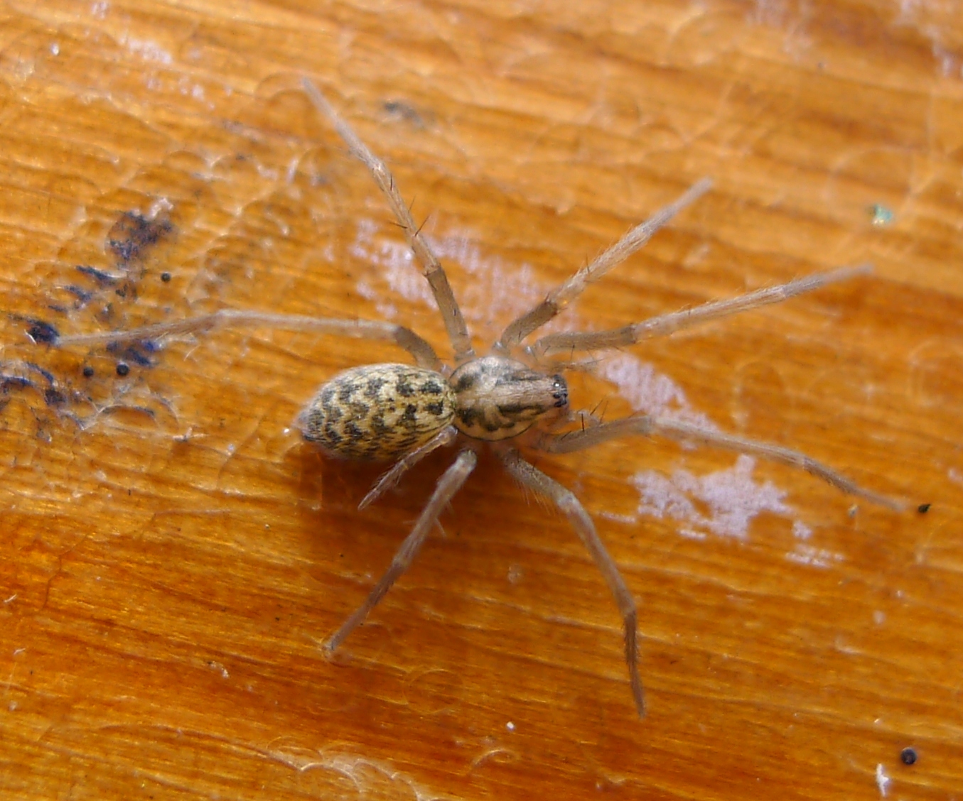 Giant house spider - Wikipedia