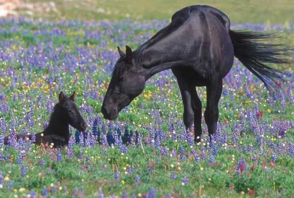 File:Feral horse and foal - Pryor Mountain Wild Horse Range - Montana.jpg