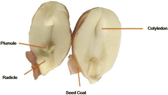 File:Fig2-Diagram-depicting-the-parts-of-groundnut-oilseed.gif