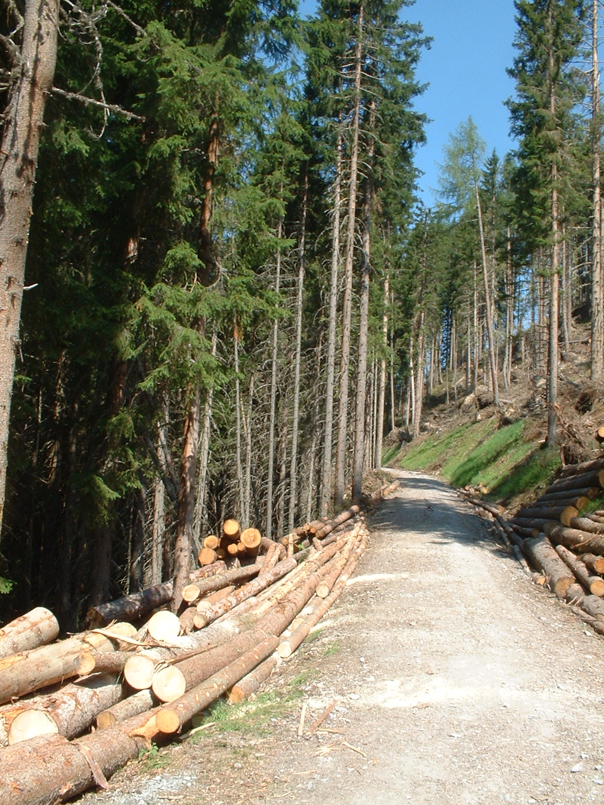 Реферат: Комплексные вырубки и продуктивность леса