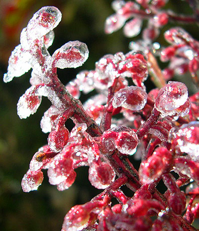 File:FrostFlower.jpg