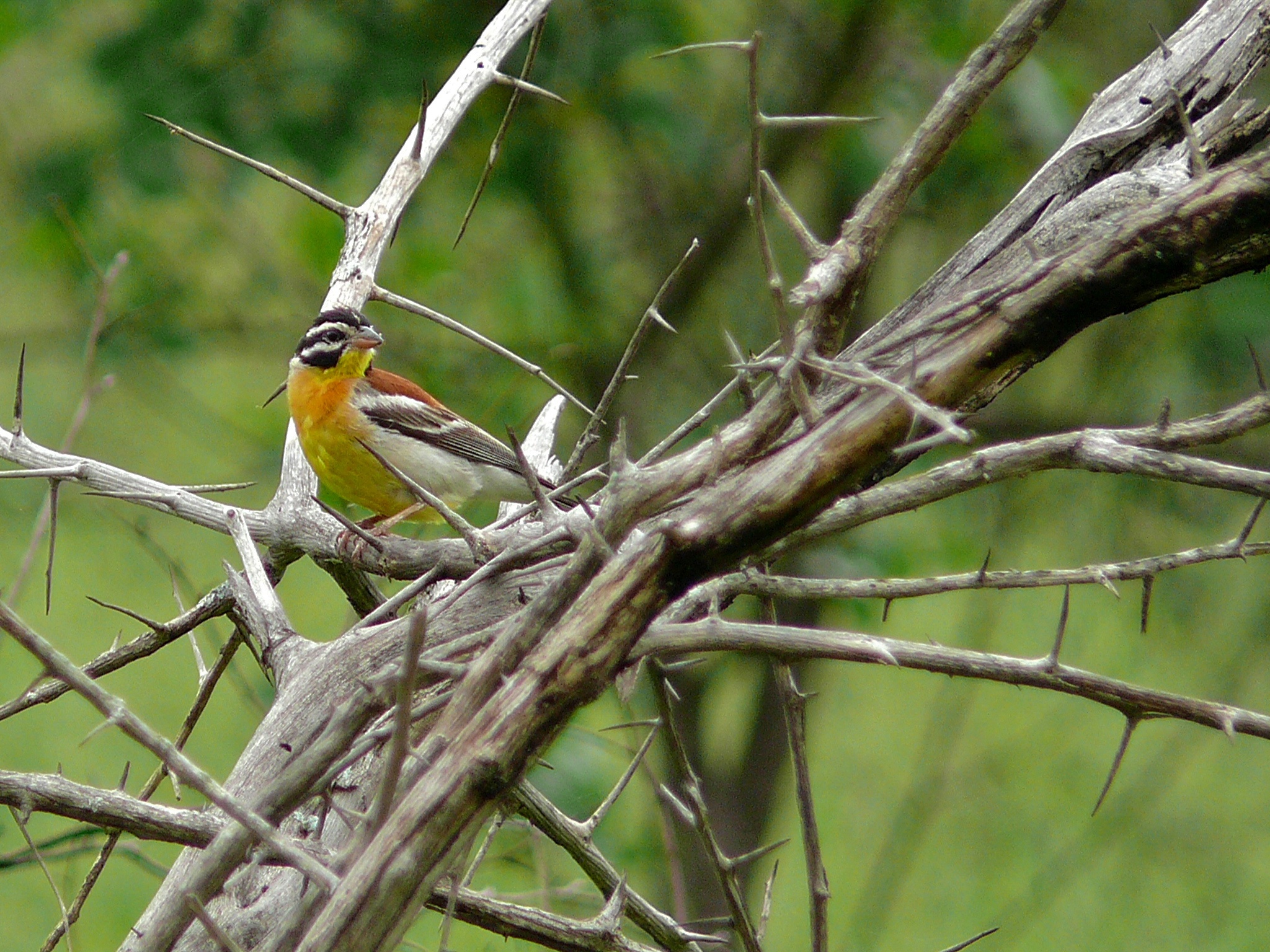 Golden-breasted Bunting (Emberiza flaviventris) (6046154340).jpg