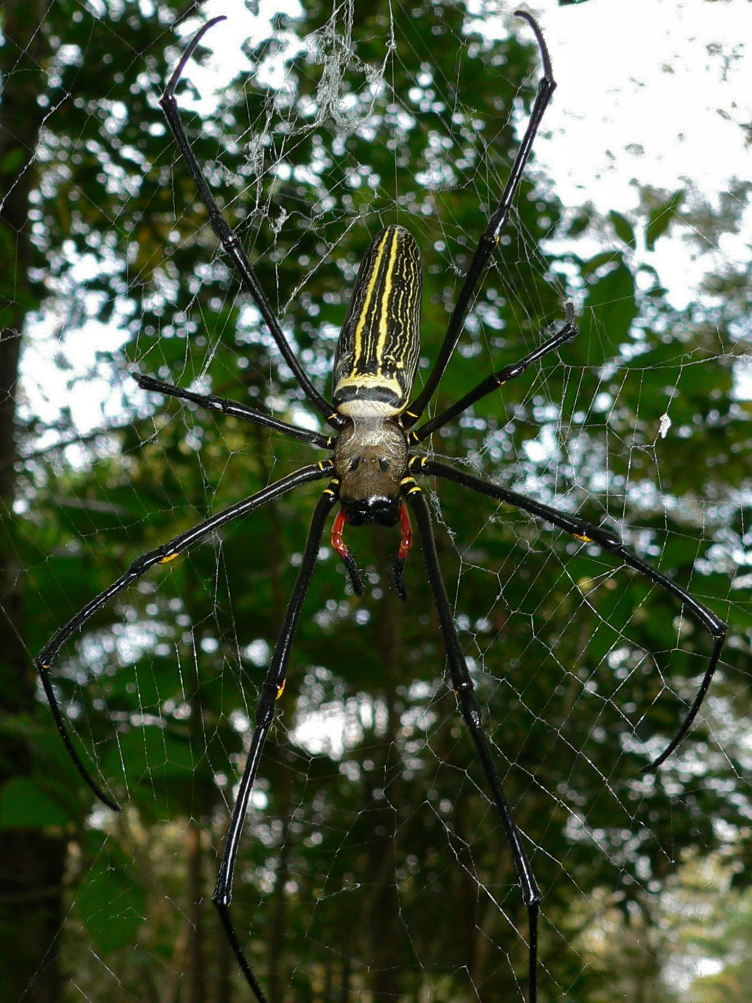 Golden Orb-web Spider (Nephila pilipes) (7852946704).jpg