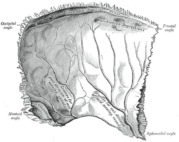 Middle meningeal nerve