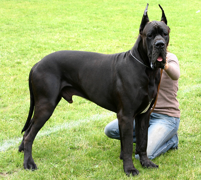 File:Great dane.jpg