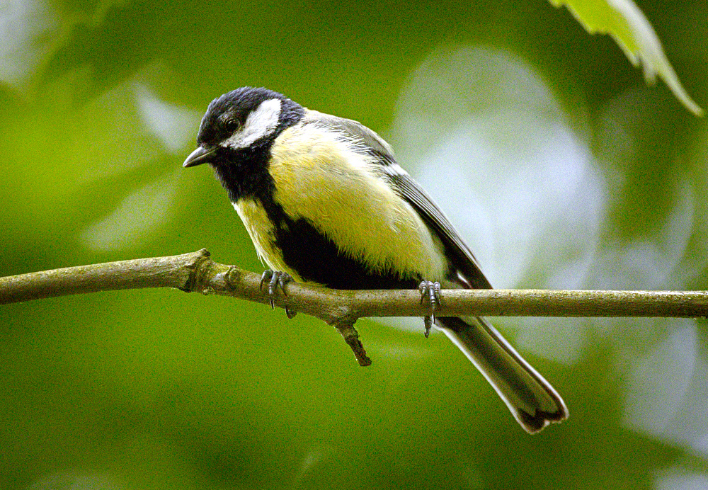 Great tit (18118744251).jpg