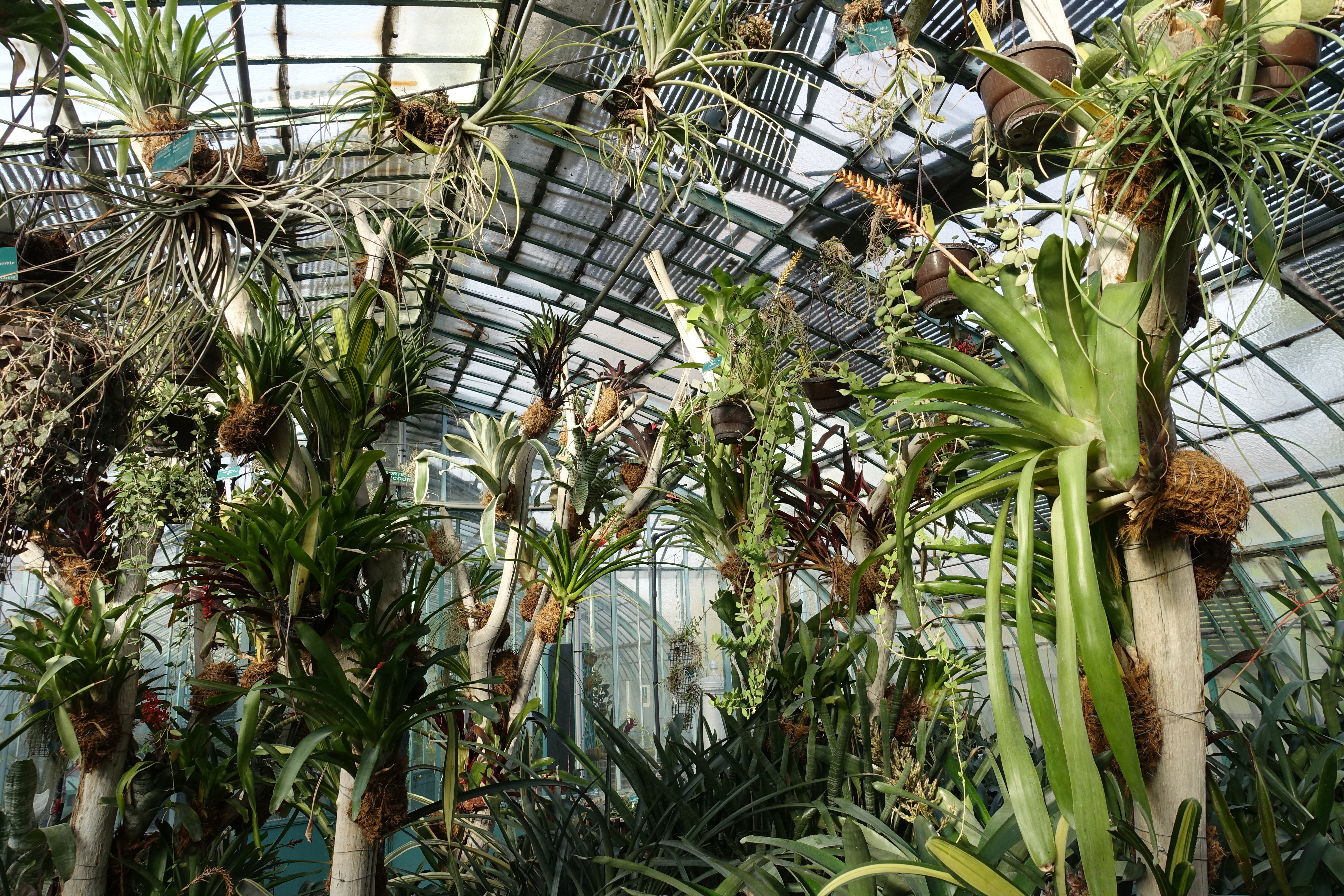 File Greenhouse Jardin Des Serres D Auteuil Paris 16