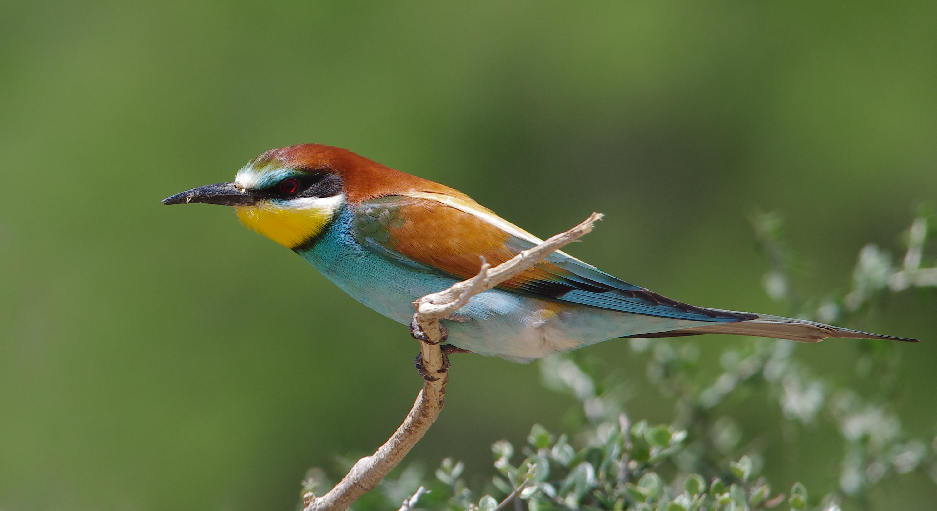 European Bee Eater Wikipedia