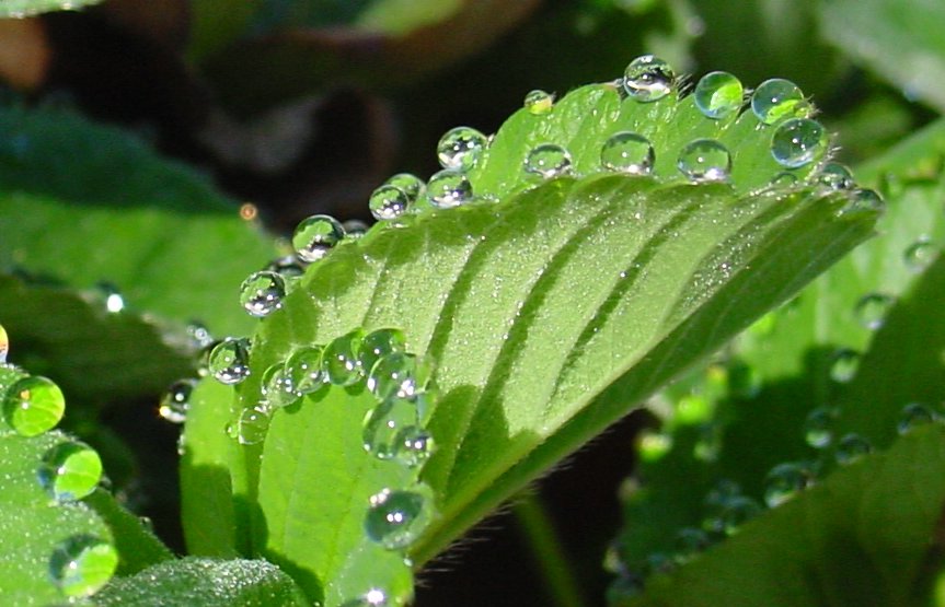 File:Water drop on a leaf.jpg - Wikipedia