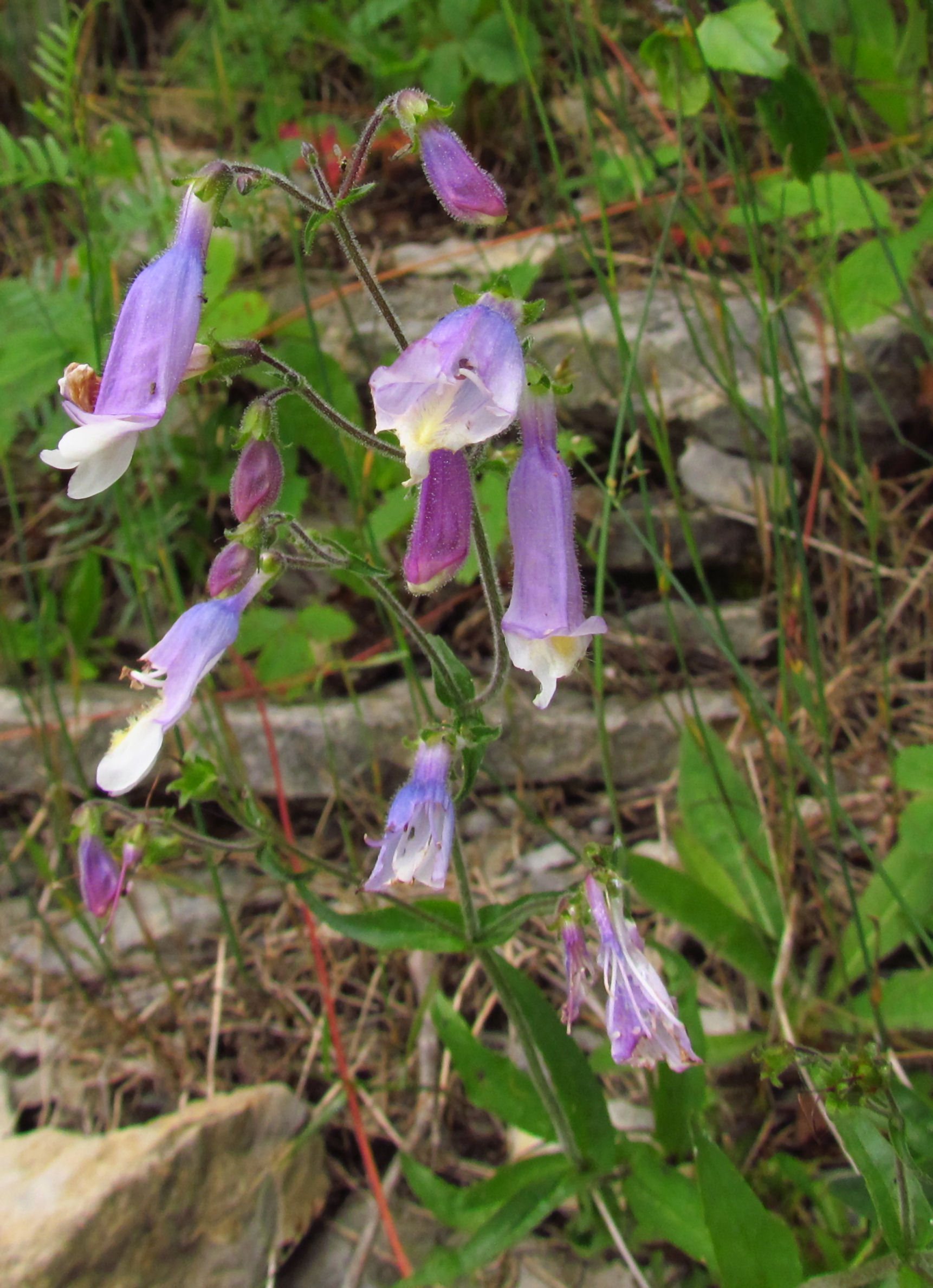 Penstemon hirsutus - Globalwikionline.com.