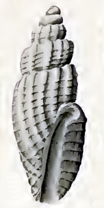 <i>Heterocithara rigorata</i> species of mollusc
