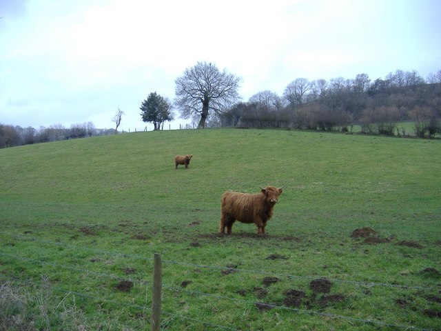 File:Highland cattle - geograph.org.uk - 343136.jpg