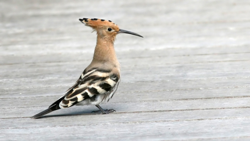 File:Hoopoe (Upupa epops) (2).jpg