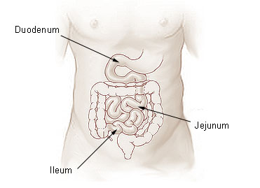 File:Illu small intestine.jpg