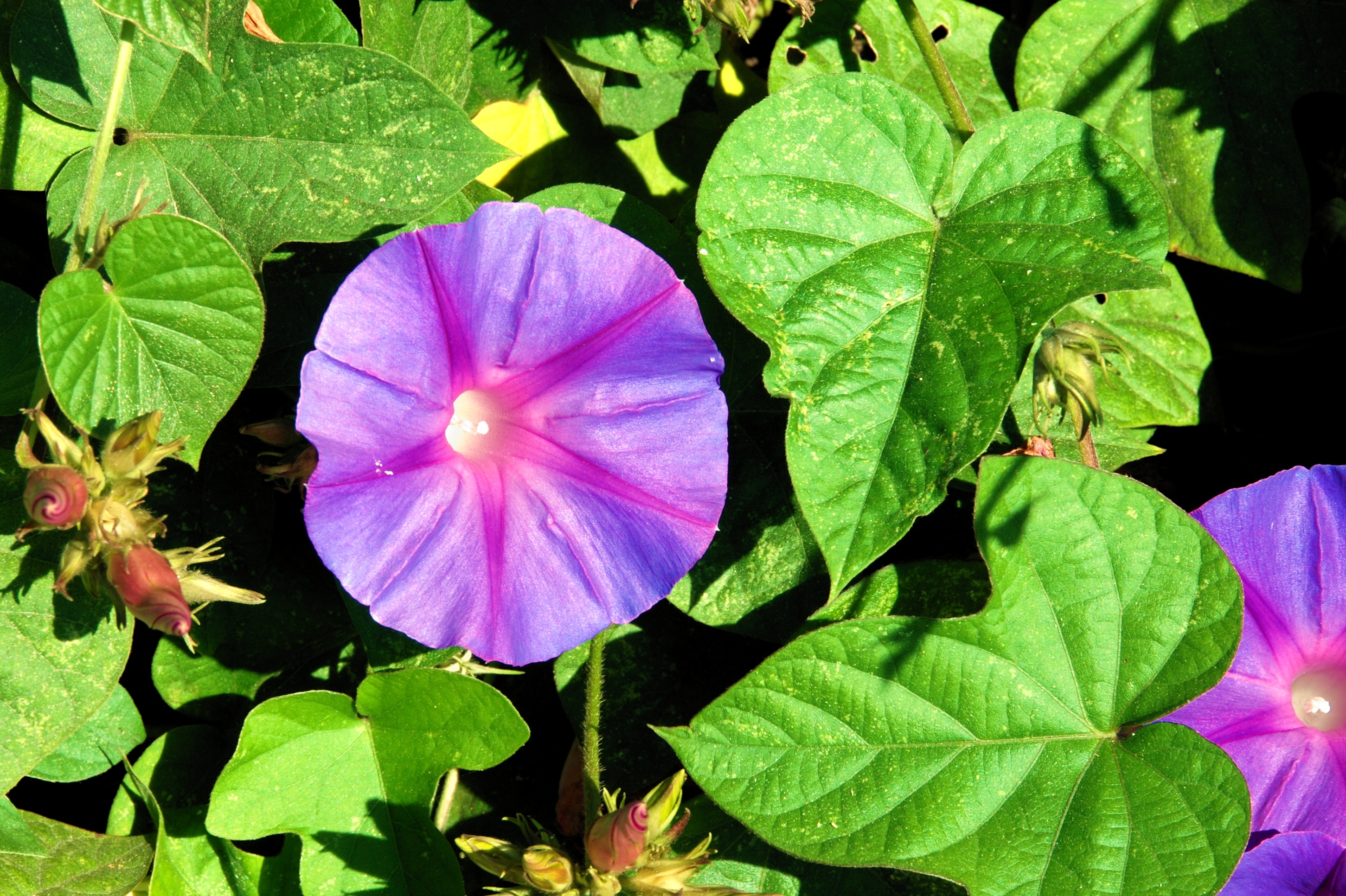 Ipomoea indica - Wikipedia, la enciclopedia libre