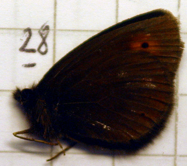 File:JL5-12 Erebia epiphron (3430985083).jpg