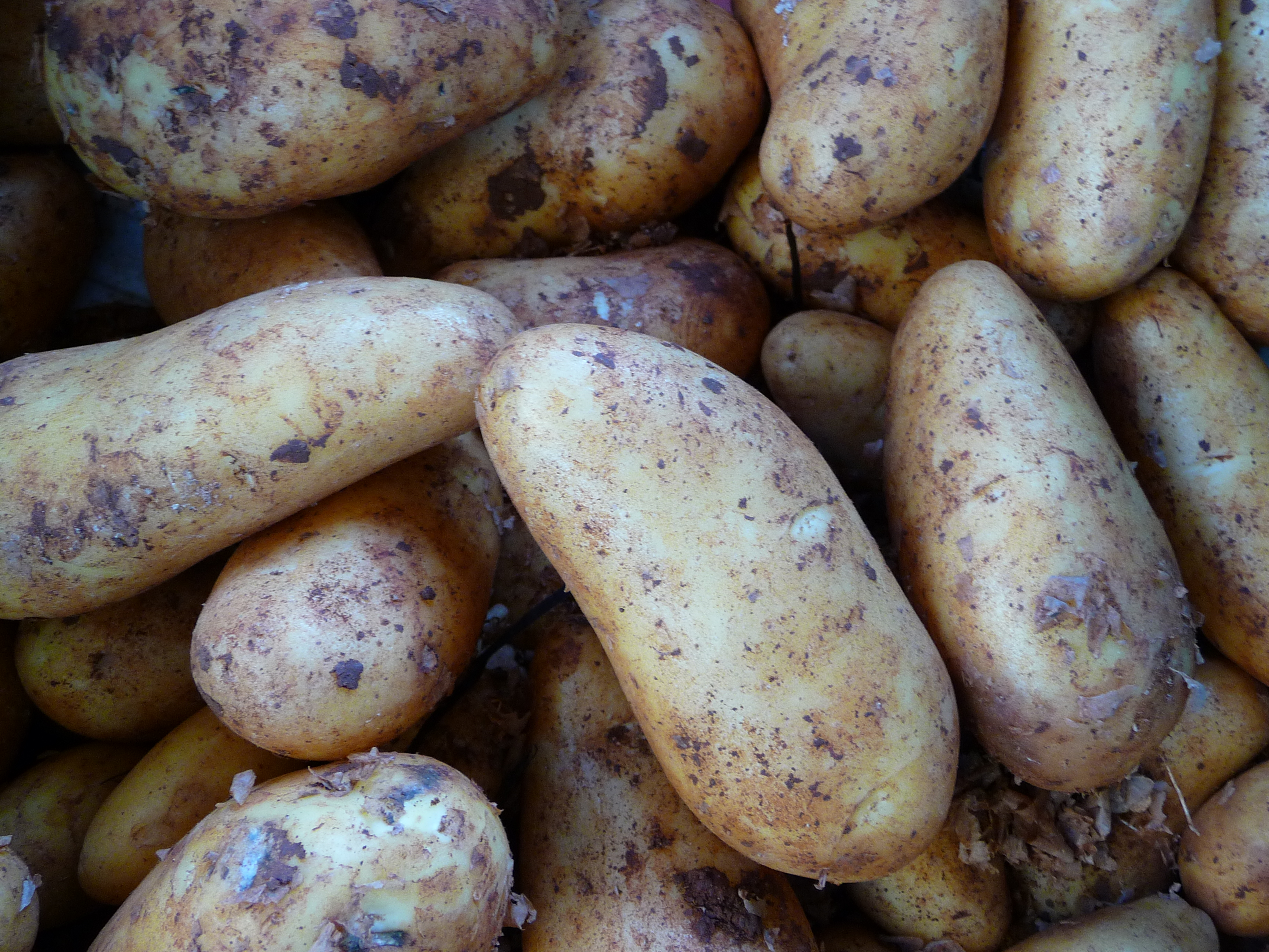Какой вкус картошки. Картофель сорт Сесиль. Сорт картофеля Атлант. Сорт картошки Атланта. Сорт картофеля Калипсо.