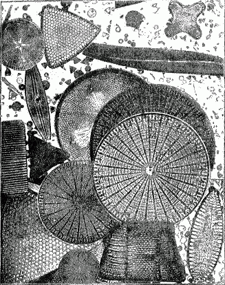 File:La Nature - 1873 - Diatomées - p014.png