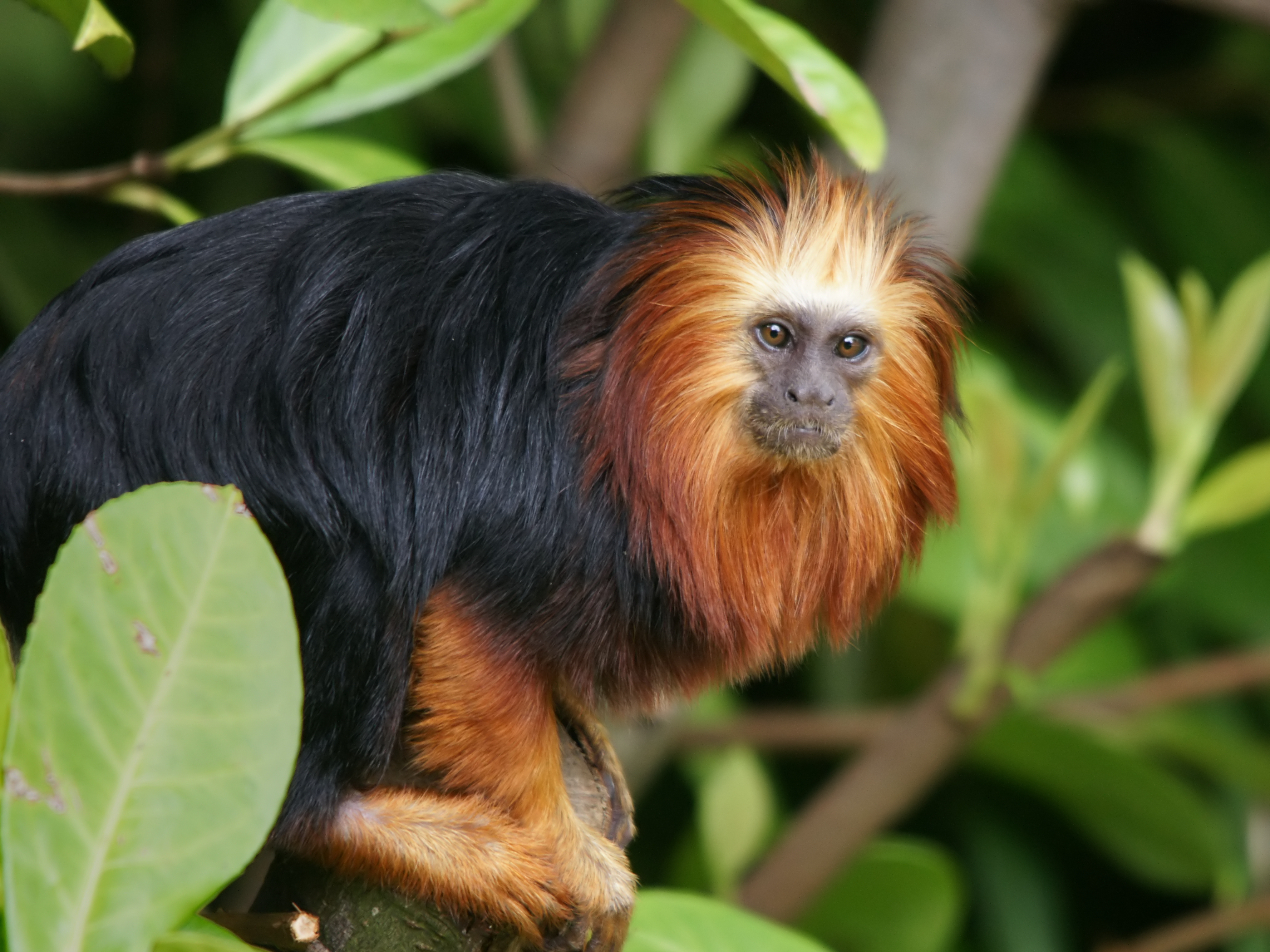 Dia dos Animais: 4 espécies raras vistas na Reserva Biológica