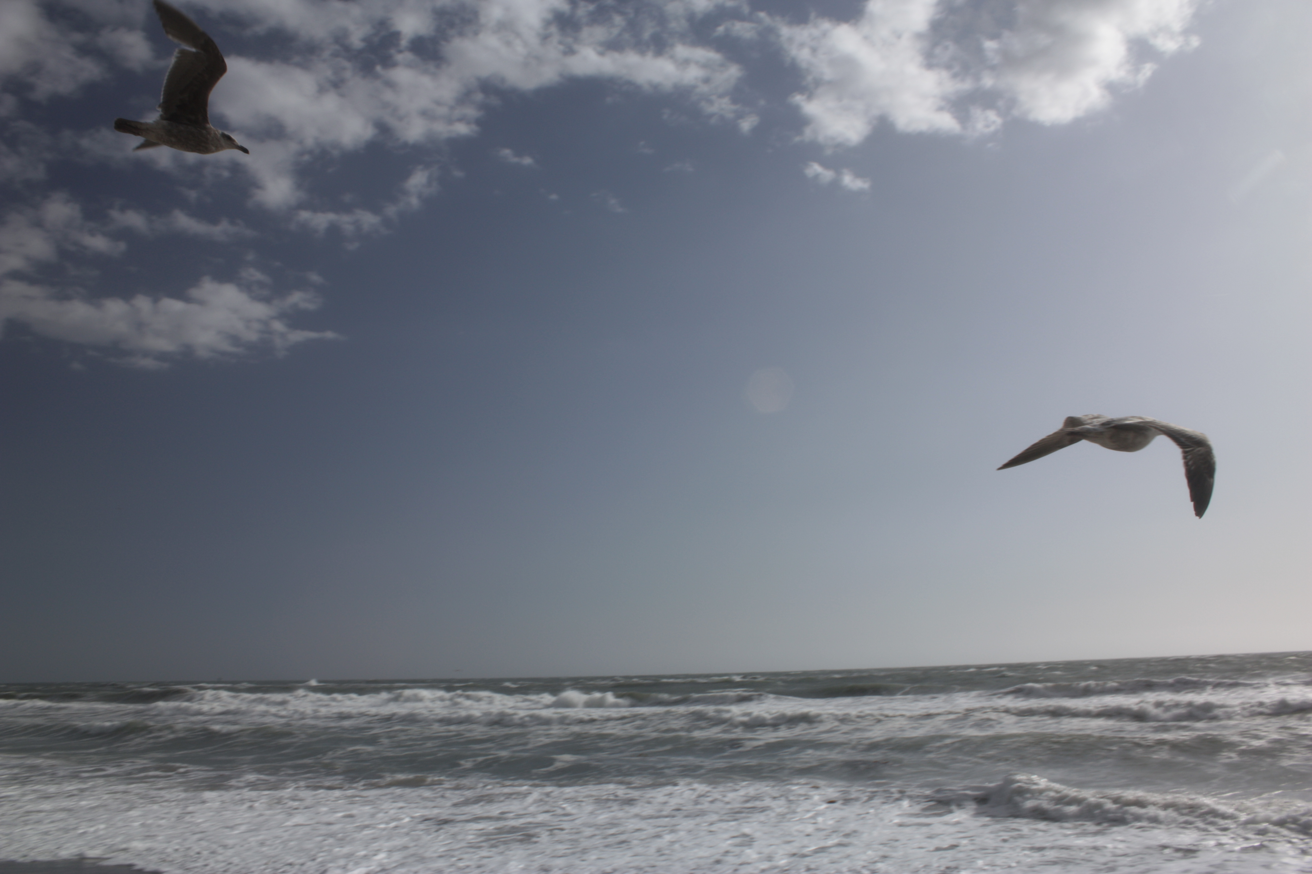 Beach angels